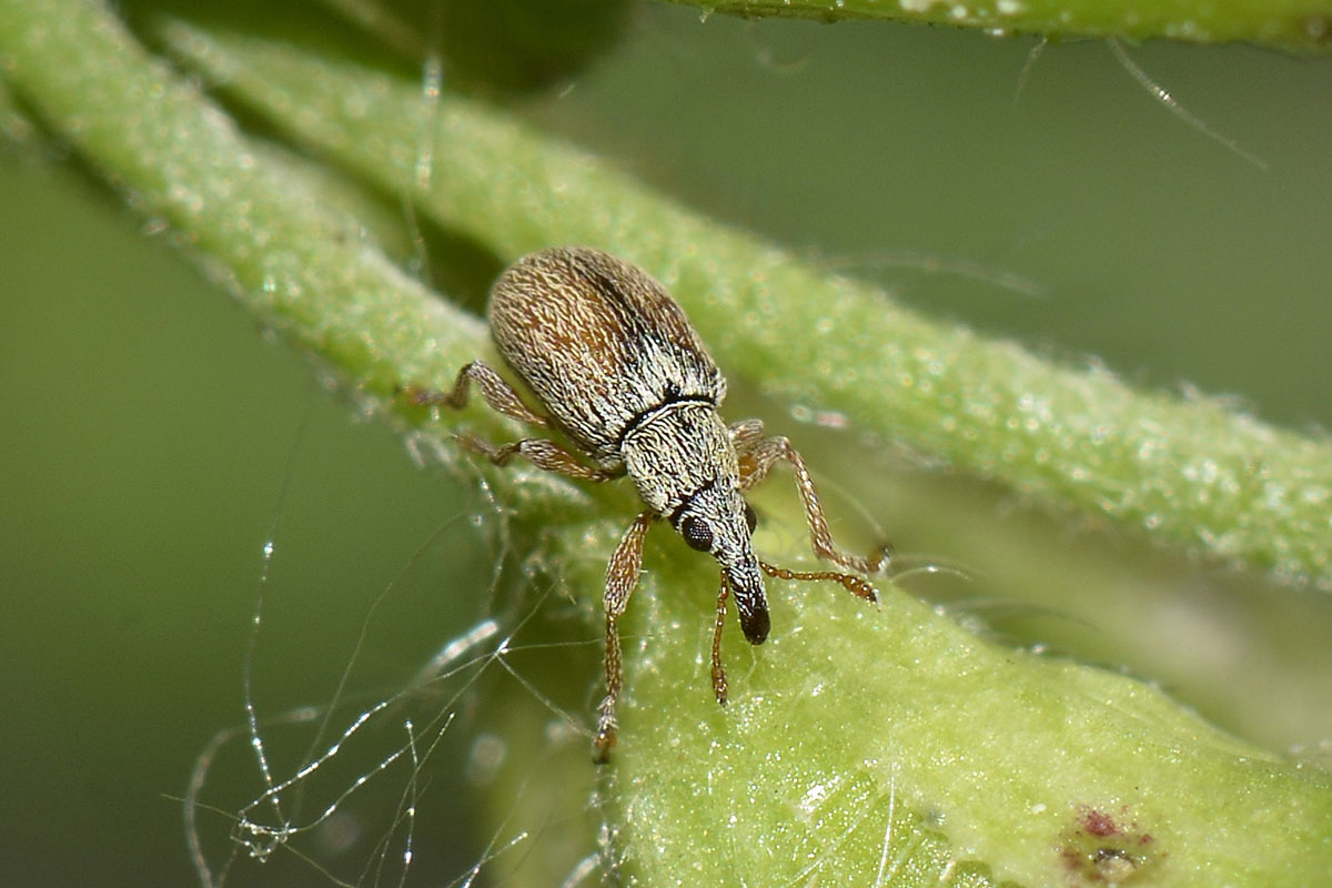 Malvapion malvae - Apionidae